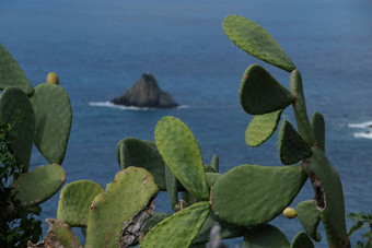 多刺的梨植物五渔村海洋公园背景岩石ferale