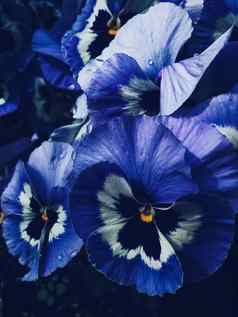 蓝色的花黑暗背景花自然