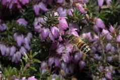 特写镜头视图蜜蜂冲浪紫罗兰色的卡卢纳寻常的花