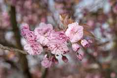 年轻的粉红色的樱花开花盛开的结束分支春天季节