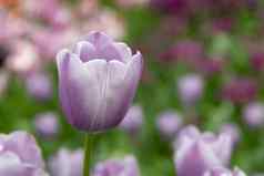 关闭紫色的白色郁金香开花花郁金香场