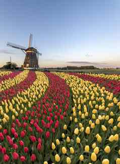 二人组颜色红色的黄色的郁金香花盛开的曲线形状荷兰风车春天上升