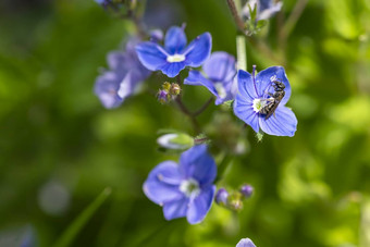 小黑色的黄蜂收集花粉蓝色的花模糊绿色草春天时间