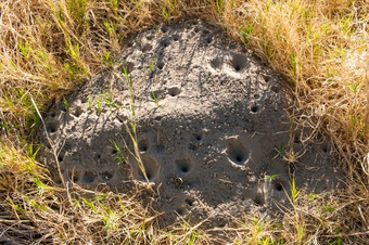 蚁狮陷阱<strong>堆沙子</strong>石头沙漠德州美国