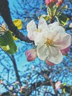 盛开的苹果树花春天花背景