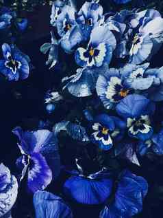蓝色的花黑暗背景花自然