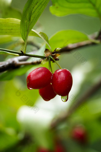 红玉髓樱桃欧洲康奈尔山<strong>茱萸</strong>