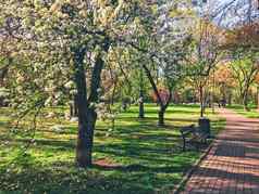 盛开的树春天城市公园