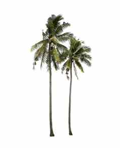 椰子树孤立的白色背景热带树伊索拉