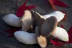王牡蛎蘑菇红色的枫木叶