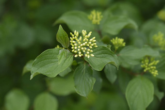 常见的山茱萸