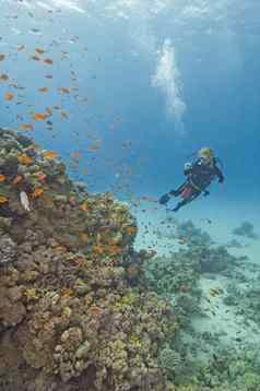 潜水潜水员珊瑚礁