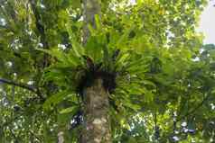 Asplenium尼杜斯附生植物热带蕨类植物树树干巴厘岛印尼蕨类植物鸟的巢家庭蕨类植物生活本地的热带东南亚洲绿色植物背景