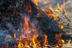 火燃烧干草危险环境