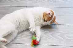 红色的白色猫玩玩具鼠标