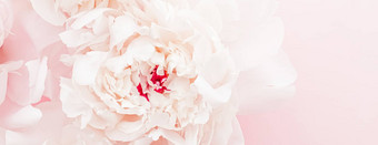 牡丹花布鲁姆<strong>花艺</strong>术粉红色的背景婚礼平铺奢侈品品牌