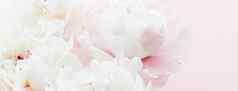 白色牡丹花花艺术粉红色的背景婚礼平铺奢侈品品牌