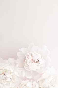 柔和的牡丹花布鲁姆花艺术背景婚礼装饰奢侈品品牌