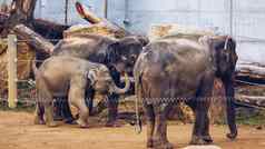 家庭印度大象布拉格动物园大象婴儿