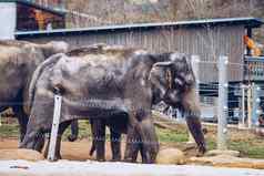 家庭印度大象布拉格动物园大象婴儿