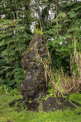 蕨类植物成长前熔岩树绿色<strong>公园</strong>leilani<strong>地产</strong>