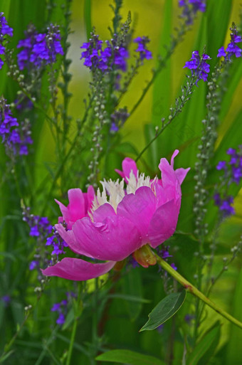 色彩鲜艳的芍药属花卉。的碗美”雨滴