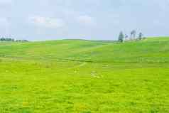 风景优美的农村视图宽敞的开放草原场蓝色的天空