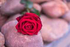 红色的玫瑰花石头地板上情人节一天
