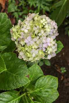 特写镜头盛开的蓝色的绣球花花黑暗绿色叶子背景绣球花macrophylla蓝色的黄色的绣球花macrophylla物种开花植物家庭hydrangeacea