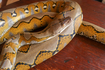 黄金黄色的python白化蛇美丽的黄色的纹理模式好蛇皮肤摘要纹理关闭蛇皮肤纹理背景网状的python有毒的蛇