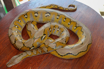 黄金黄色的python白化蛇美丽的黄色的纹理模式好蛇皮肤摘要纹理关闭蛇皮肤纹理背景网状的python有毒的蛇