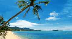 热带海滩棕榈