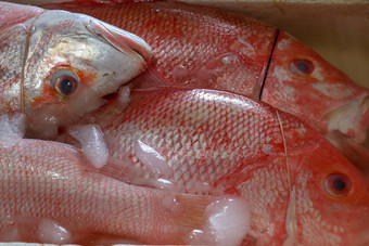 <strong>新鲜</strong>的海鲜冰Jimbaran鱼市场<strong>新鲜</strong>的鱼红色的斯内普销售鱼市场Jimbaran红色的<strong>新鲜</strong>的鱼出售市场鱼kedonganan异国情调的鱼传统的市场