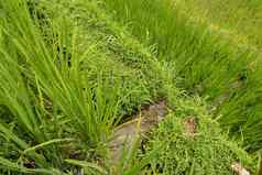 郁郁葱葱的绿色巴厘岛的大米字段灌溉被称为苏巴克传统的