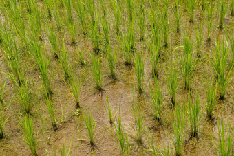 大米场绿色大米豆芽草地年轻的绿色大米
