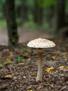 阳伞蘑菇Macrolepiota过程lepiota过程担子菌类真菌