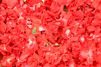 红色的<strong>凤仙花</strong>属植物巴尔萨米纳红色的花<strong>凤仙花</strong>属植物巴尔萨米纳