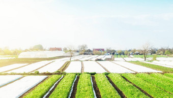 景观农田<strong>种植</strong>园覆盖agrofiberagroindustry农业综合企业美丽的农村有机农业产品欧洲农业行业日益增长的<strong>土豆</strong>蔬菜