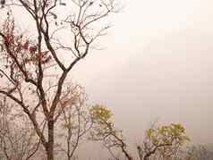视图干树山夏天烟雾北部泰国空气污染影响健康