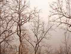 视图干树山夏天烟雾北部泰国空气污染影响健康