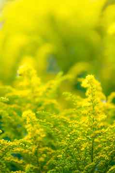 美丽的黄色的秋麒麟草属植物花