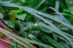 露水滴草