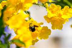 宏蜜蜂大黄蜂黄色的花
