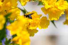 宏蜜蜂大黄蜂黄色的花