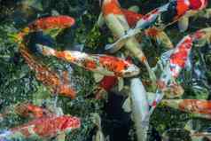 鲤鱼鱼日本锦 鲤被称为水生动物