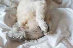 甜蜜的狗睡眠谎言床上白色面纱