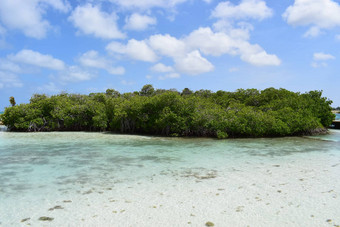 阿鲁巴岛文艺复兴时期的岛加勒比海阳光明媚的海滩白色沙子椰子棕榈树绿松石海夏天假期热带海滩粉红色的火烈鸟