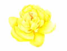 光黄色的牡丹花头孤立的白色背景水彩植物插图手画