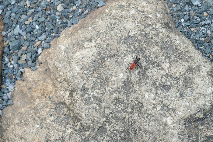 野生地面甲虫