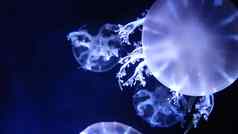 集团荧光水母游泳水族馆池透明的水母水下发光的美杜莎移动水水生海洋生活壁纸背景